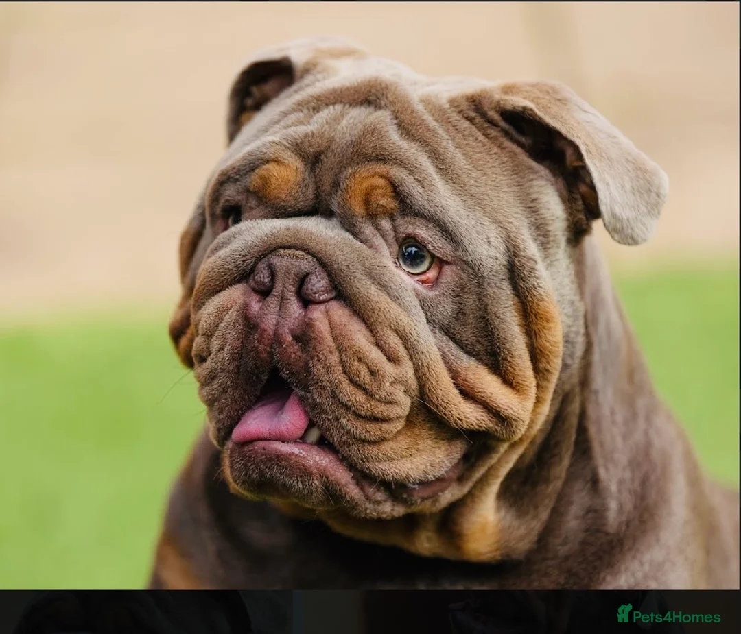 English Bulldog dogs for stud: 🌟 Wyatt Full suit English @stud in Telford - Advert 3