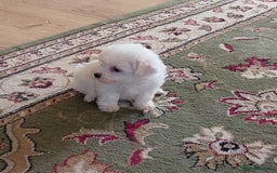 Bichon Frise dogs for sale: Bichon Frise Puppies  - Image 2