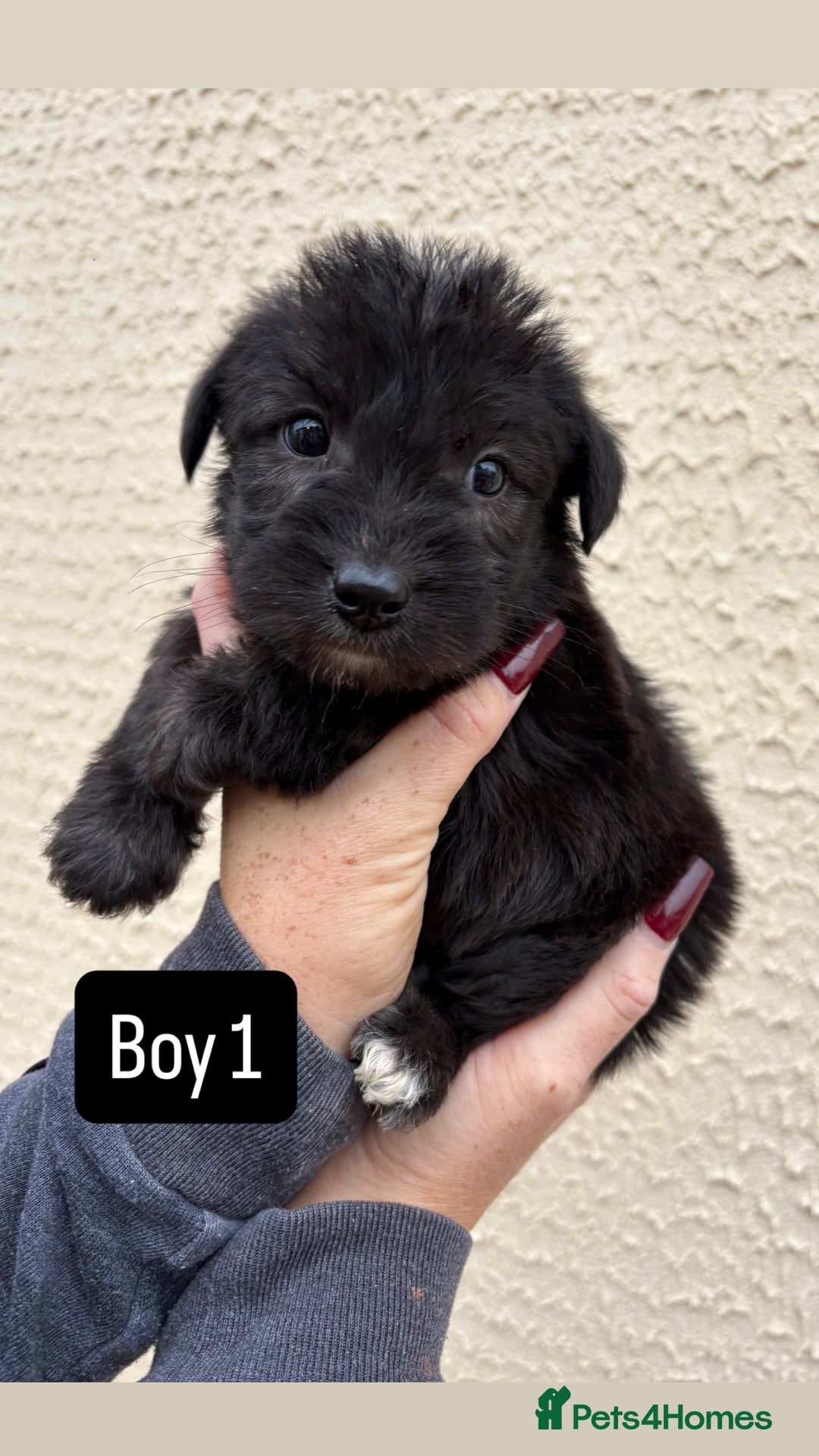 Jackapoo dogs for sale: KC Type jackapoo puppies ready to leave 3rd jan  - Advert 1