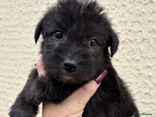 Jackapoo dogs KC Type jackapoo puppies ready to leave 3rd jan - Advert 1