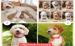 Labrador Retriever dogs for stud: Hip0/0 Elbow 0/0 Australian Labradoodle  - Advert 32