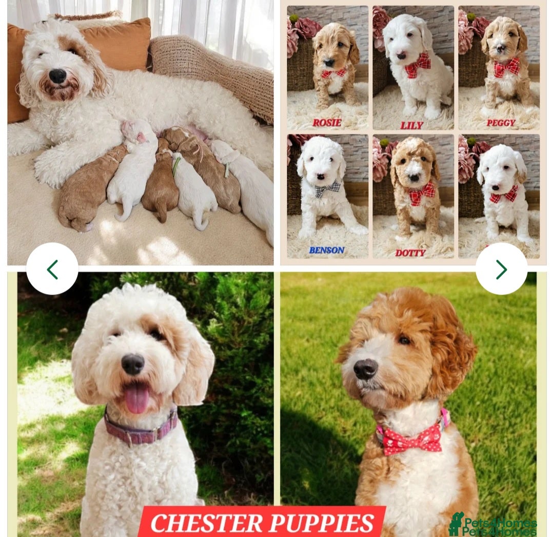 Labrador Retriever dogs for stud: Hip0/0 Elbow 0/0 Australian Labradoodle  - Advert 32