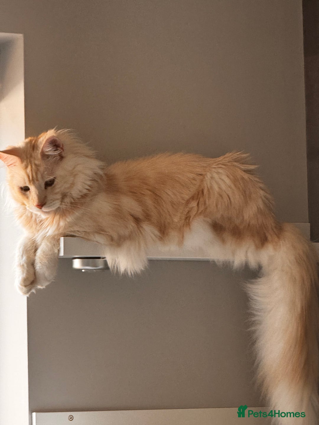 Maine Coon cats for sale: 3 beautiful Maine Coons - Image 2
