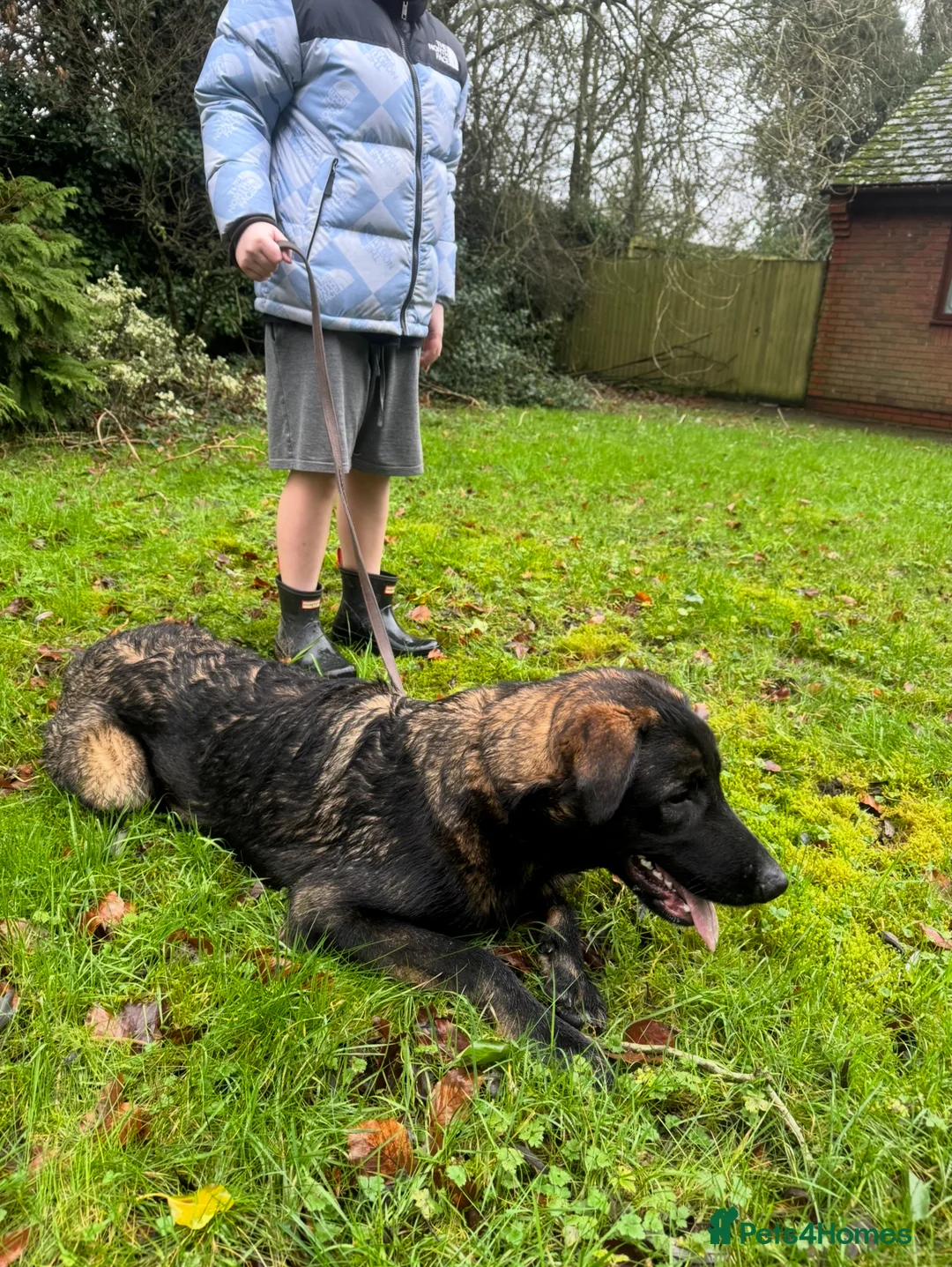 Mixed Breed dogs for sale: Belgian shepherd x Caucasian shepherd x - Advert 2