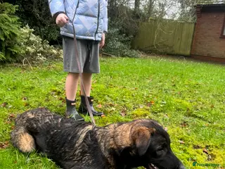 Mixed Breed dogs Belgian shepherd x Caucasian shepherd x - Advert 2