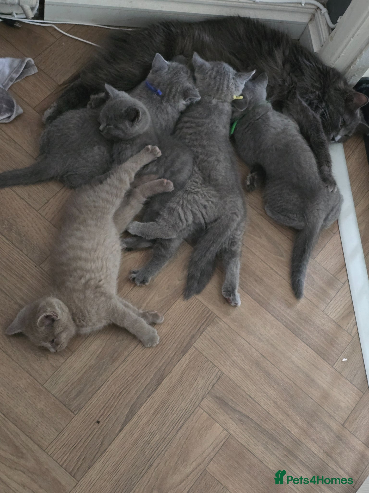 Ragdoll cats Beautiful ragdoll and British short hair kittens  - Advert 1