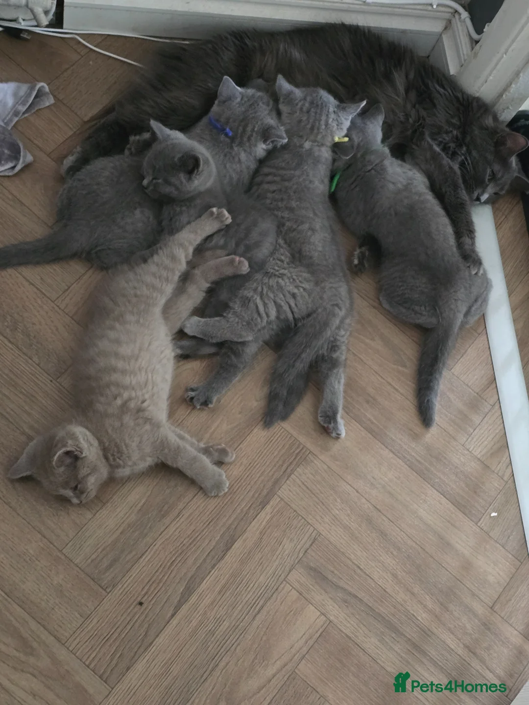 Ragdoll cats for sale: Beautiful ragdoll and British short hair kittens  - Advert 1
