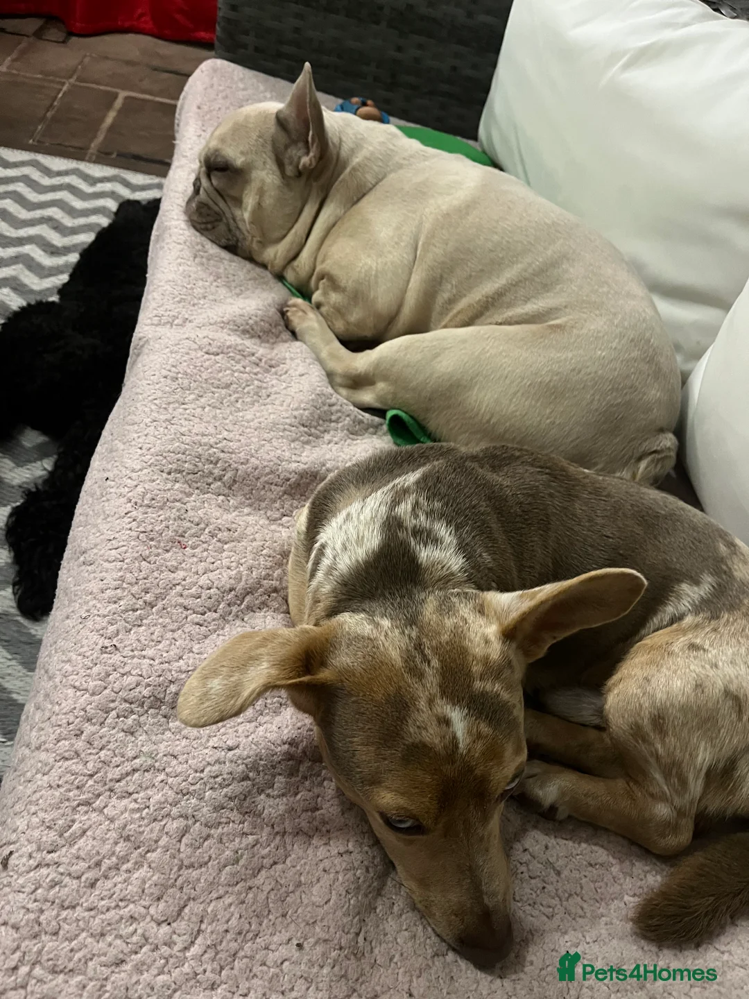 Jack Russell dogs for sale: Jack Russell  - Advert 2