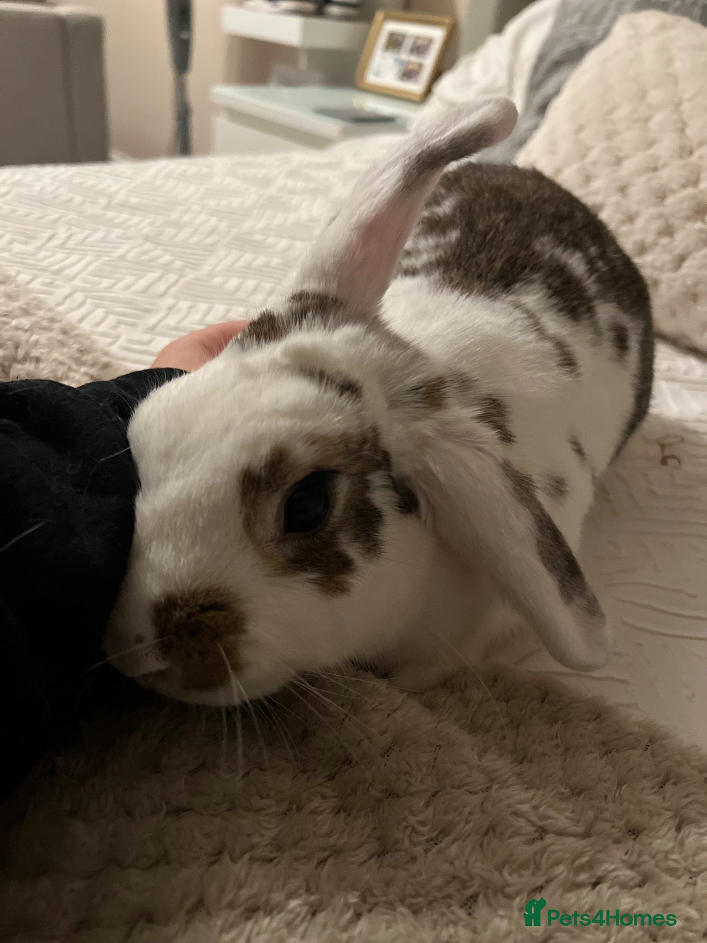 Mixed Breed rabbits Flopsy - Advert 1