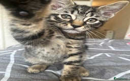 Mixed Breed cats for sale: Mixed breed adorable kittens in Waltham Cross - Image 11