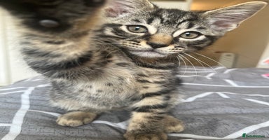 Mixed Breed cats in Waltham Cross - Advert 16