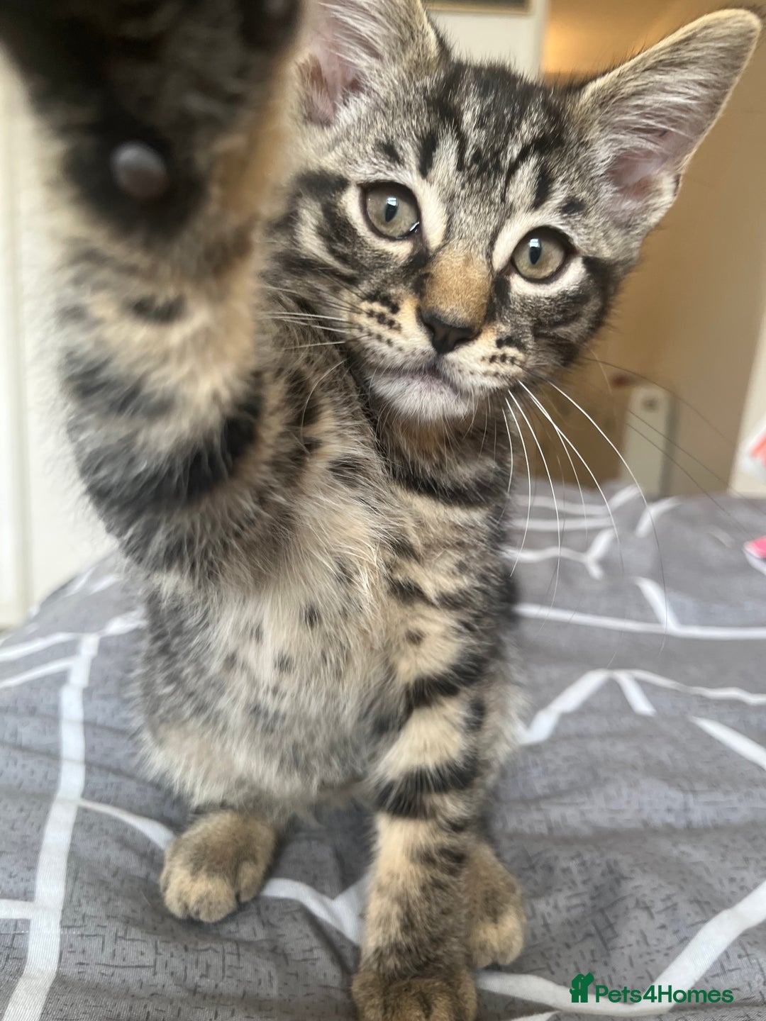 Mixed Breed cats for sale: Mixed breed adorable kittens in Waltham Cross - Image 11