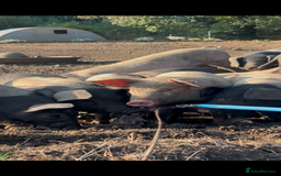 Pig livestock for sale: Saddleback X Weaners  - Image 2