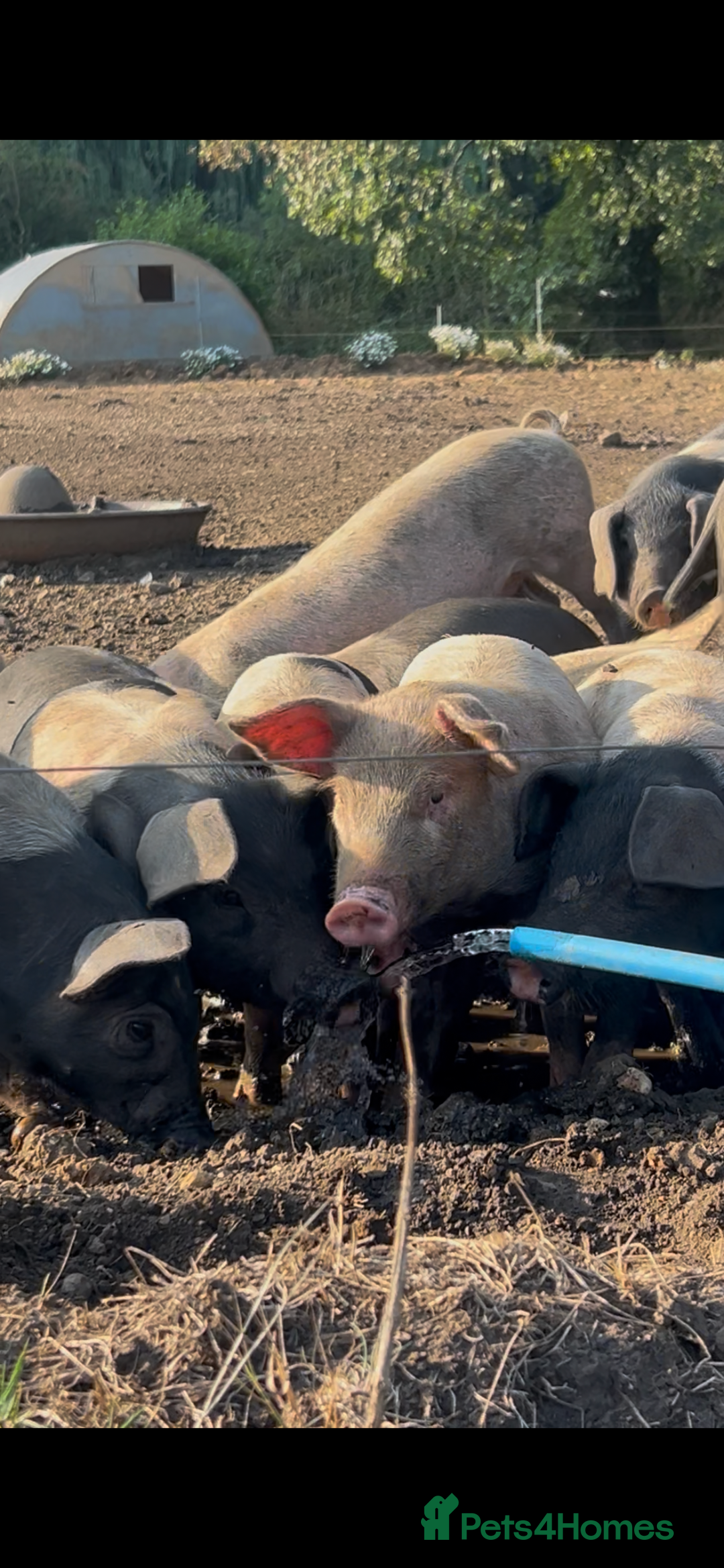 Pig livestock for sale: Saddleback X Weaners  - Image 2