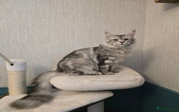 Maine Coon cats for sale: Maine Coon Black Silver Russian Lines - Image 18