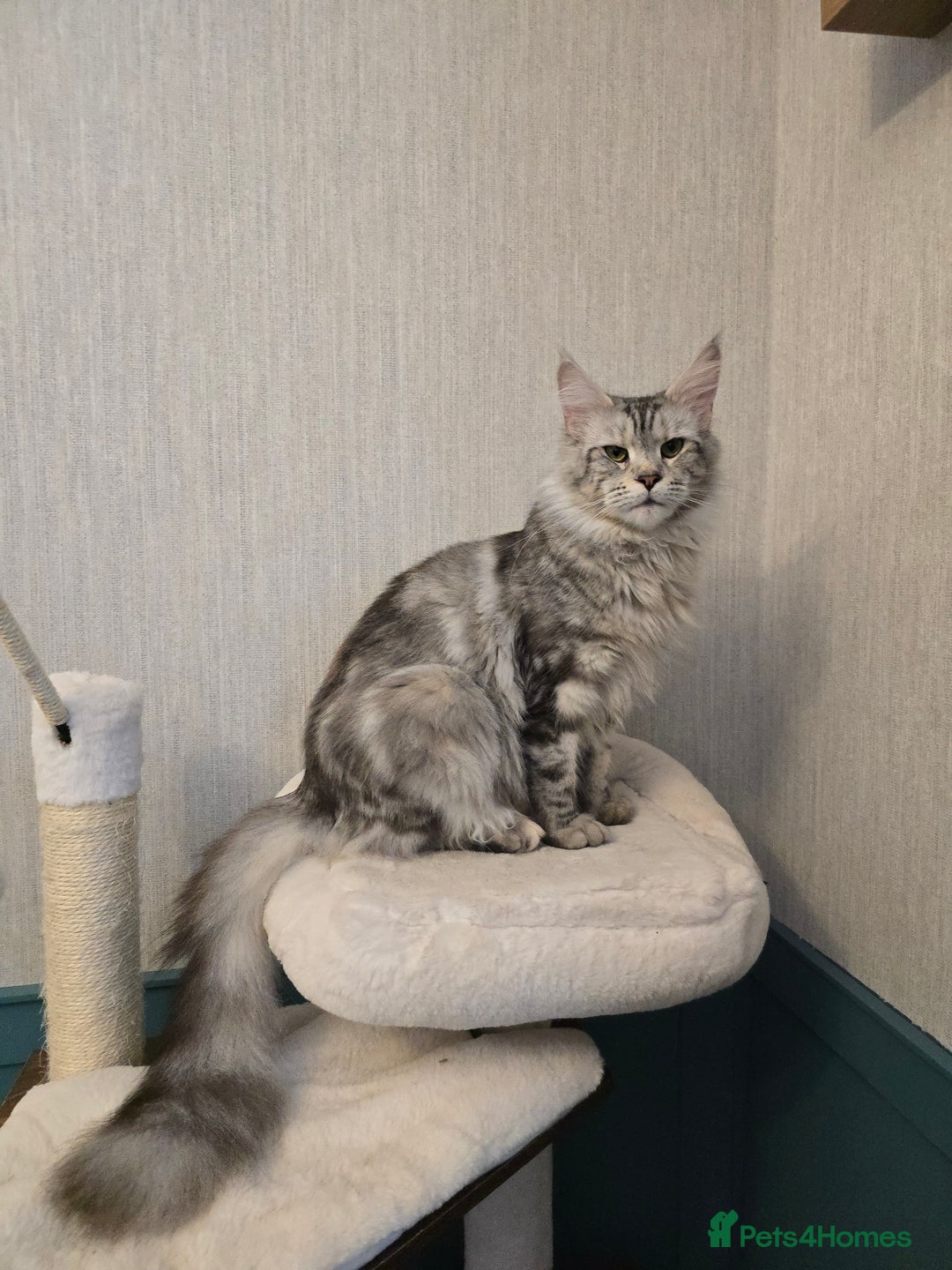 Maine Coon cats for sale: Maine Coon Black Silver Russian Lines - Image 18