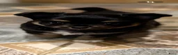 Chihuahua dogs for sale: Black and Tan pure pedigeee long coat boy  - Advert 16