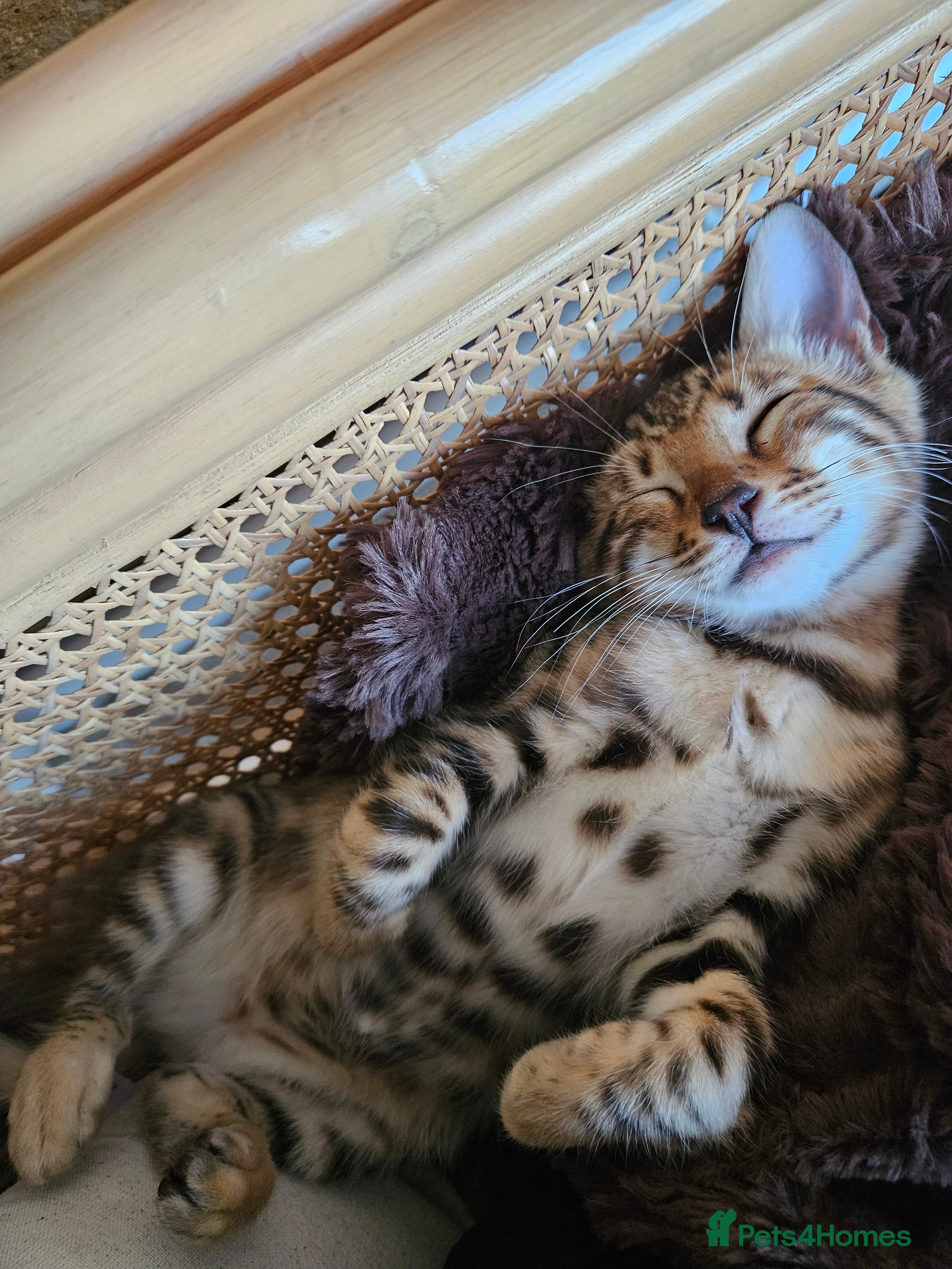 Bengal cats Pure Bengal kitten in need of a loving home - Advert 1