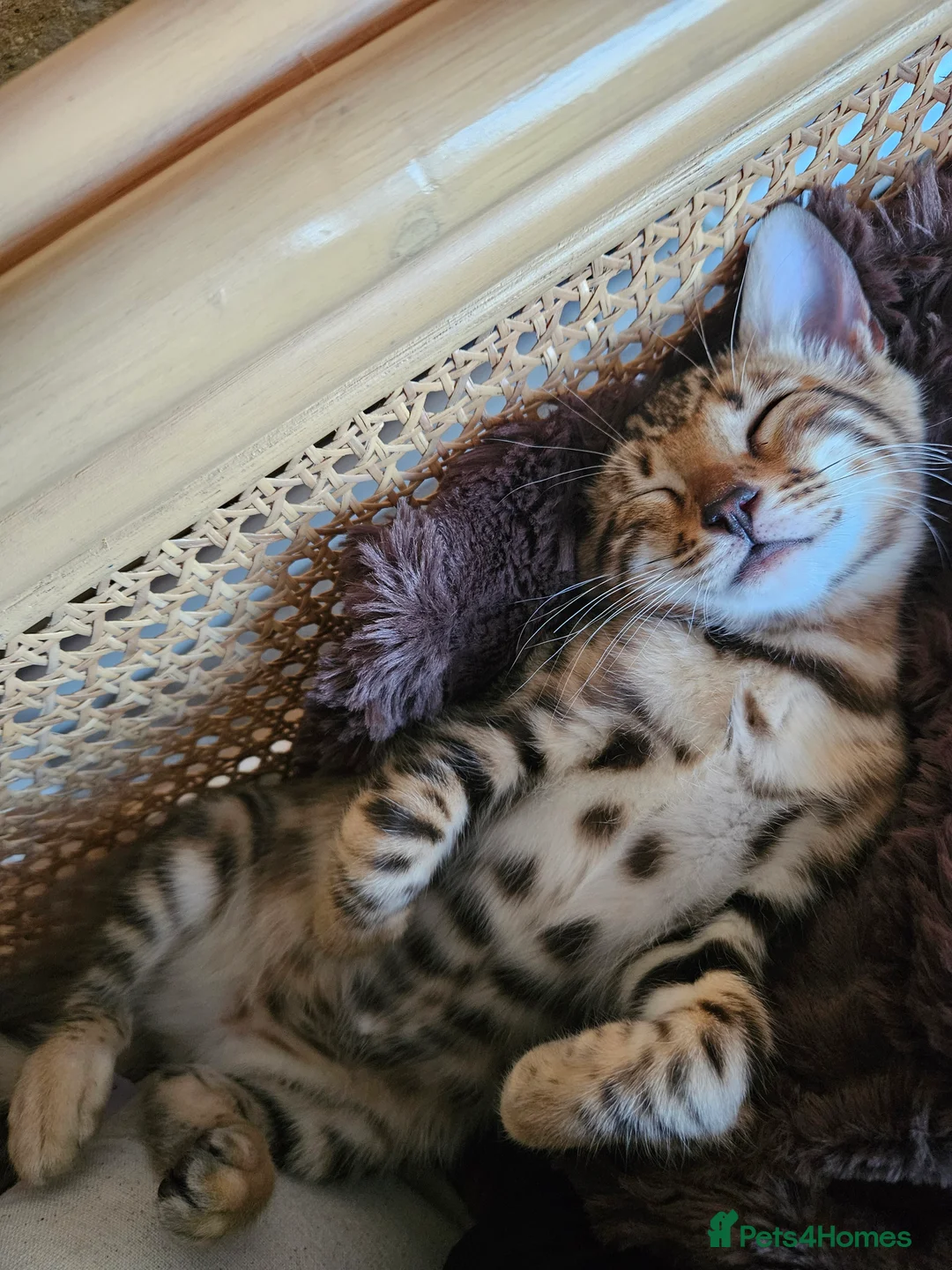 Bengal cats for sale: Pure Bengal kitten in need of a loving home - Advert 1