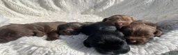 Cocker Spaniel dogs for sale: 6 Beautiful Cocker Spaniel Pups  - Advert 6