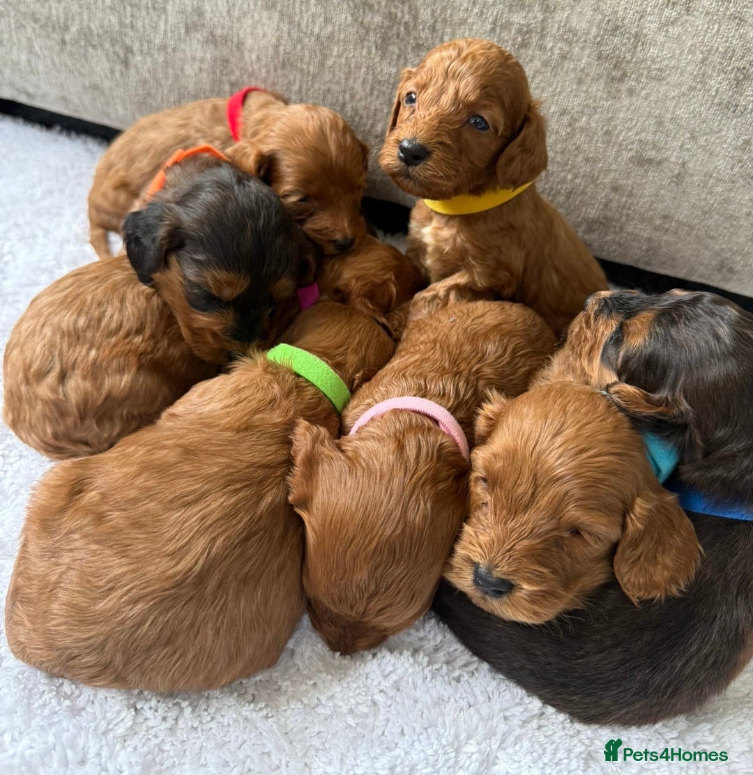 Cockapoo dogs for sale: 🌟 8 beautiful F1 b cockapoo puppies 🌟 - Image 7