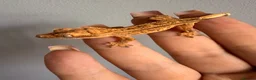 Gecko reptiles for sale: Baby crested gecko’s  - Advert 15