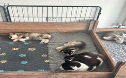 Pomsky dogs for sale: Beautiful husky marked Pomskies  - Image 20