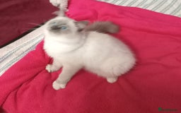 Perdoll cats for sale: RAGDAL KITTENSS  - Image 5