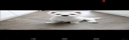 West Highland Terrier dogs for stud: West highland terrier for stud - Advert 5