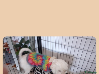 Poochon dogs Poochon - Advert 1