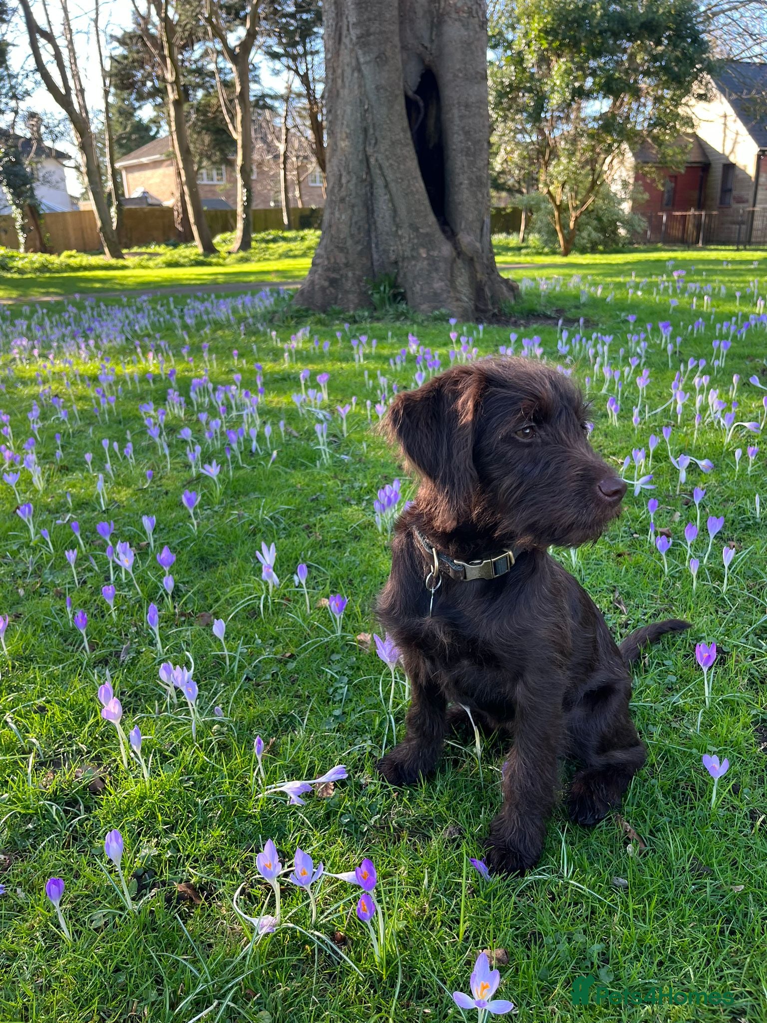 Labradoodle dogs 🐾 Rare Merle Labradoodles Ready This Summer! 🐾 - Advert 1