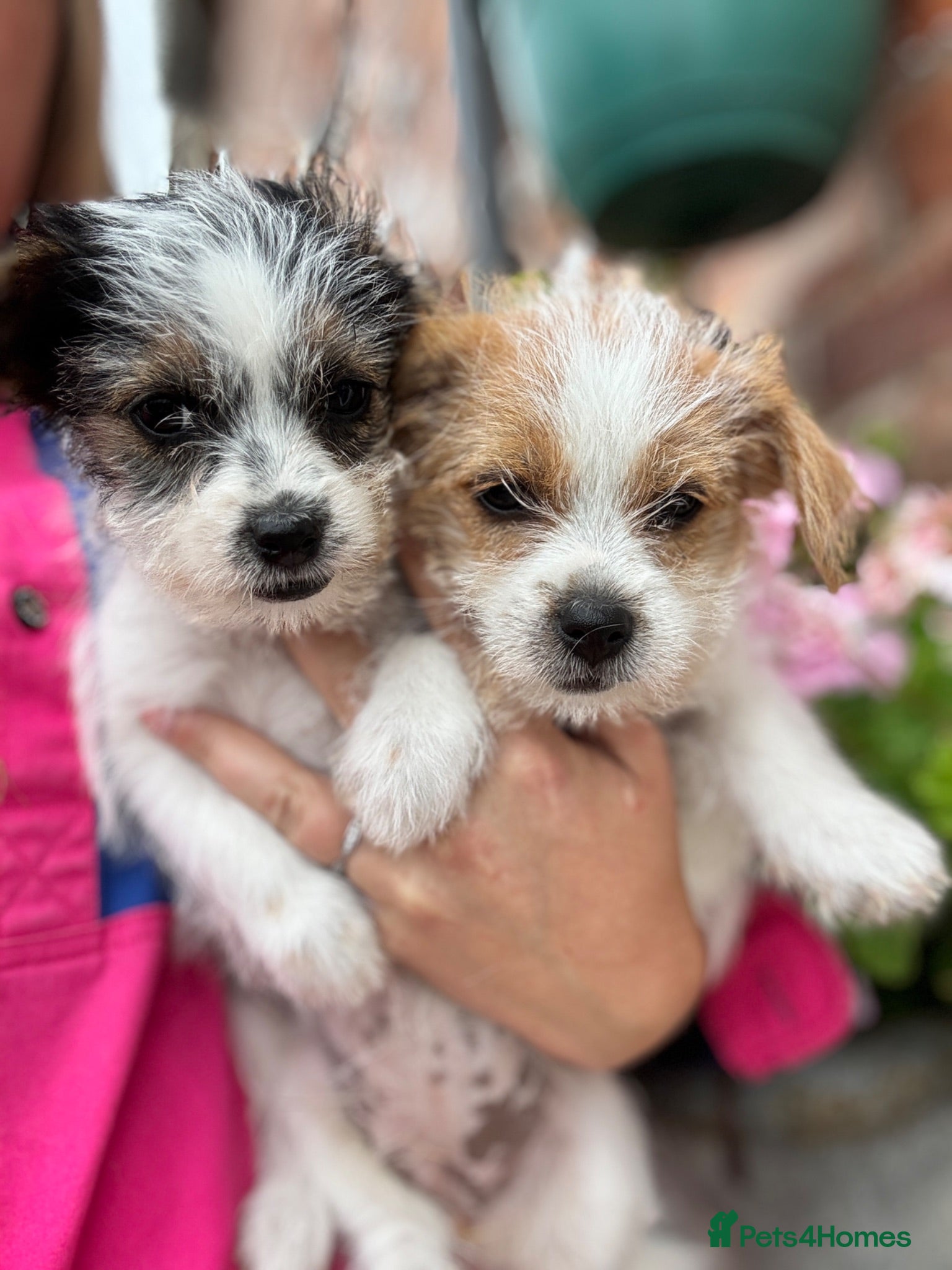 Mixed Breed dogs Beautiful Jack Russell X puppies  - Advert 1
