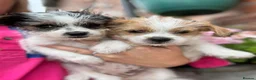 Mixed Breed dogs for sale: Beautiful Jack Russell X puppies  - Advert 1