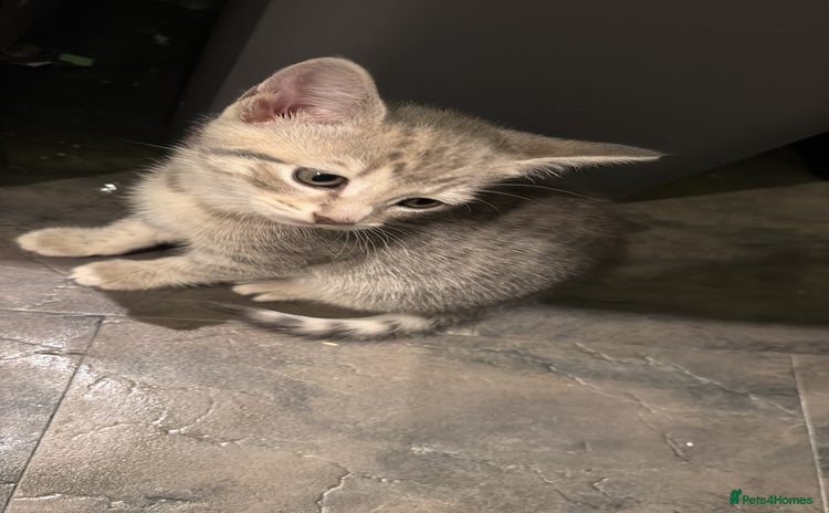 Mixed Breed cats - Advert 6