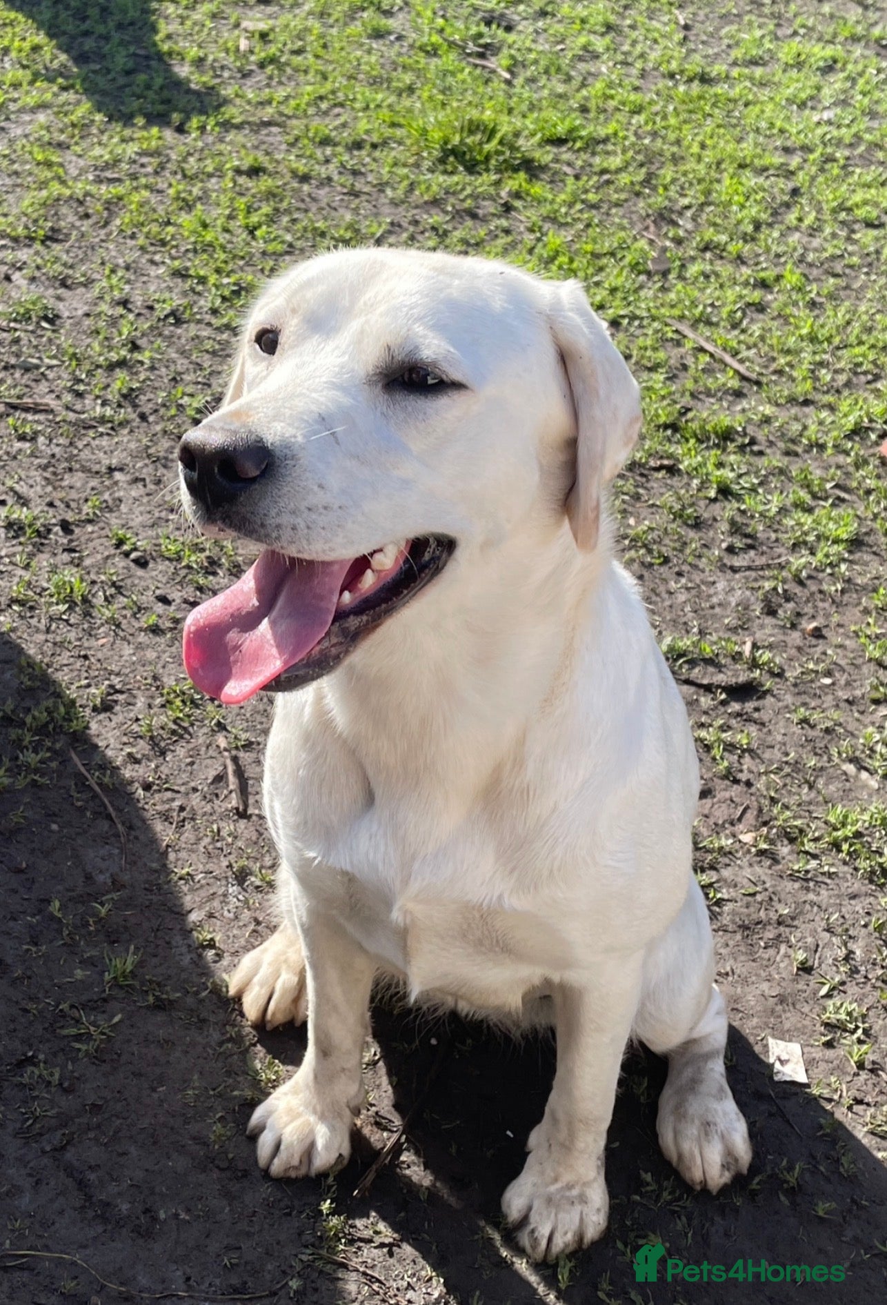 Labrador Retriever dogs White/cream KC registered as yellow puppies - Advert 1