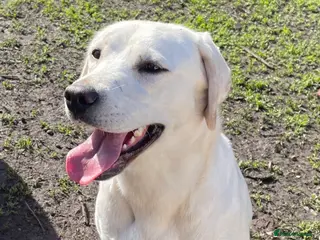 Labrador Retriever dogs White/cream KC registered as yellow puppies - Advert 1
