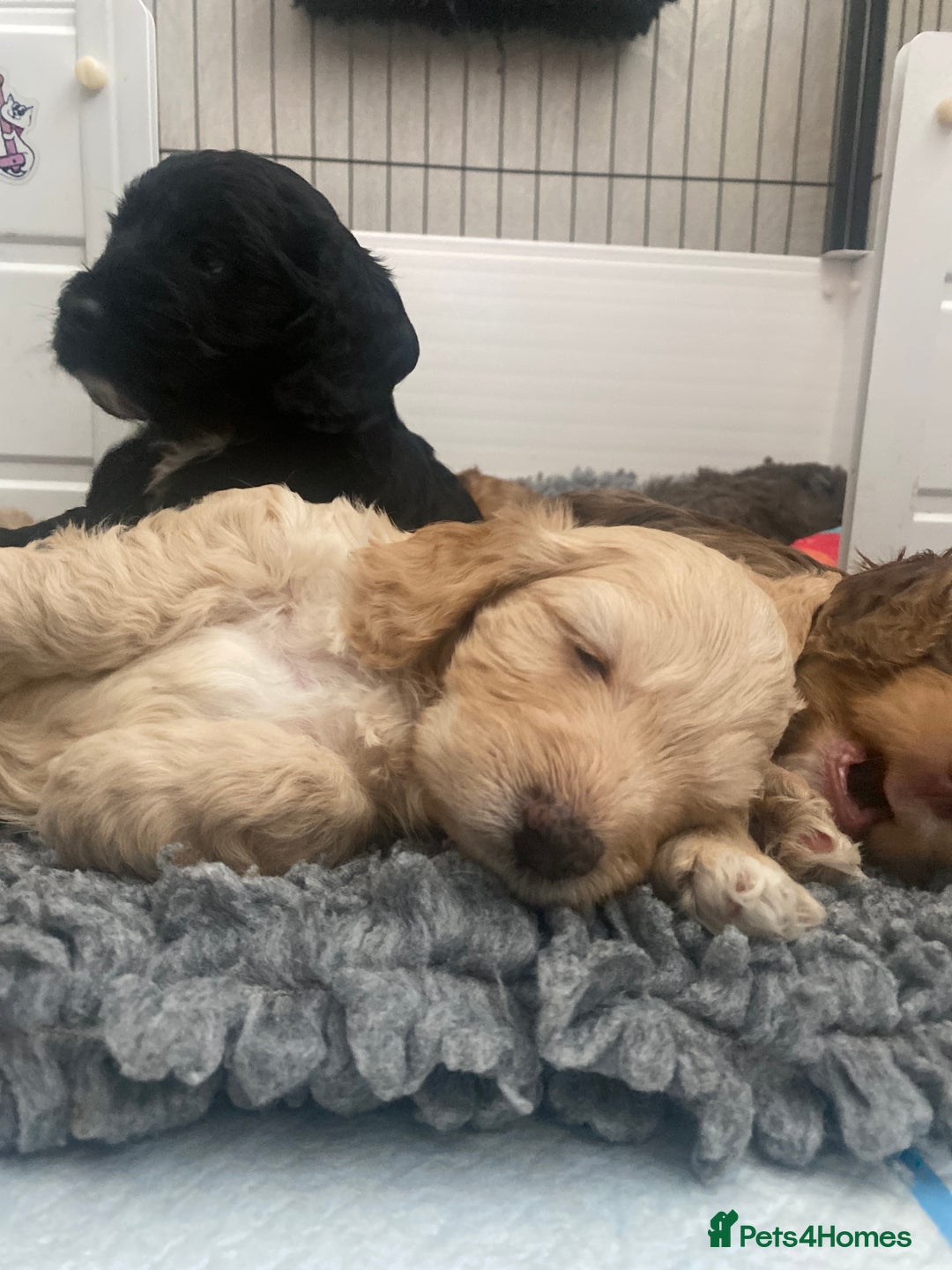 Cockapoo dogs for sale: Beautiful cockapoo puppies - Image 35