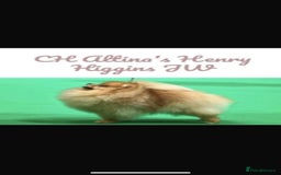 Pomeranian dogs for sale: Pomeranian show quality boy - Image 15
