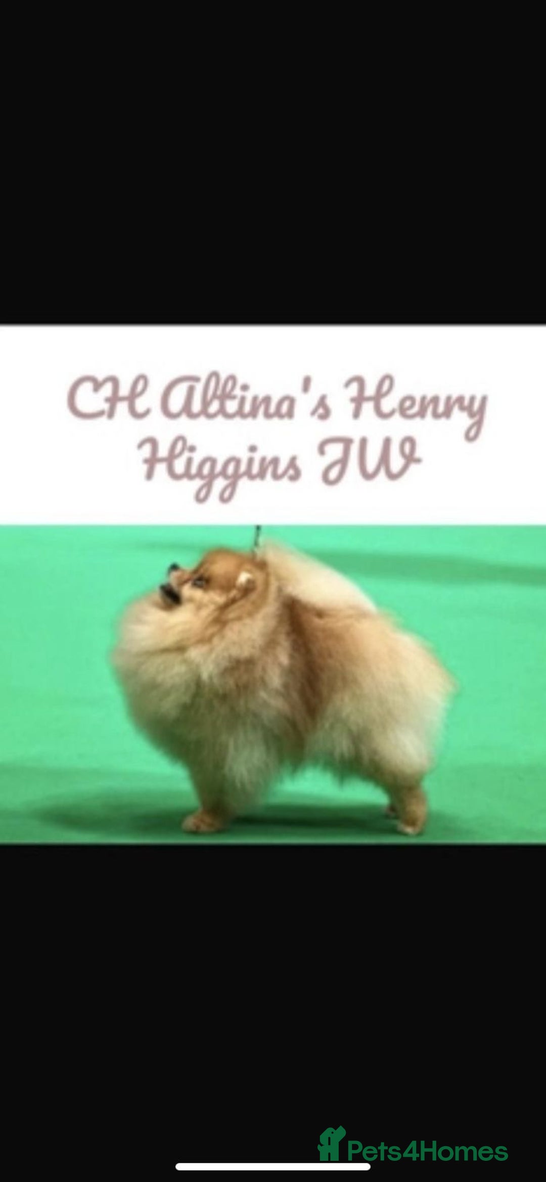 Pomeranian dogs for sale: Pomeranian show quality boy - Image 15