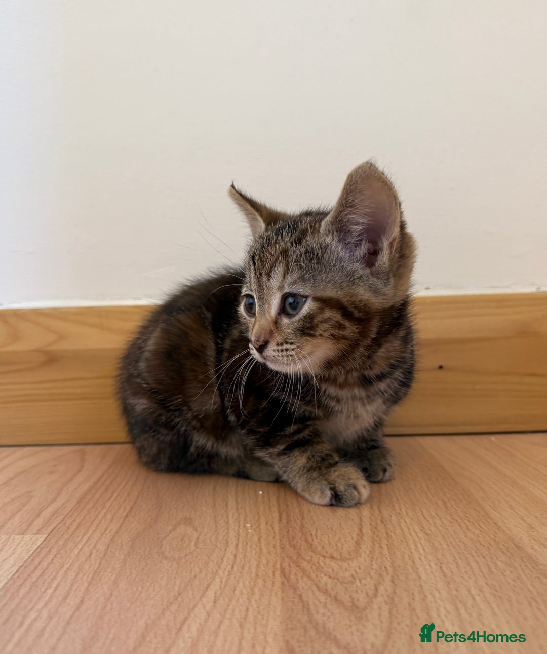 Mixed Breed cats for sale: Kitten looking for a loving home - Image 9