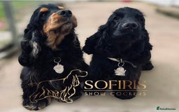 Cocker Spaniel dogs for sale: Retirement home  - Image 10