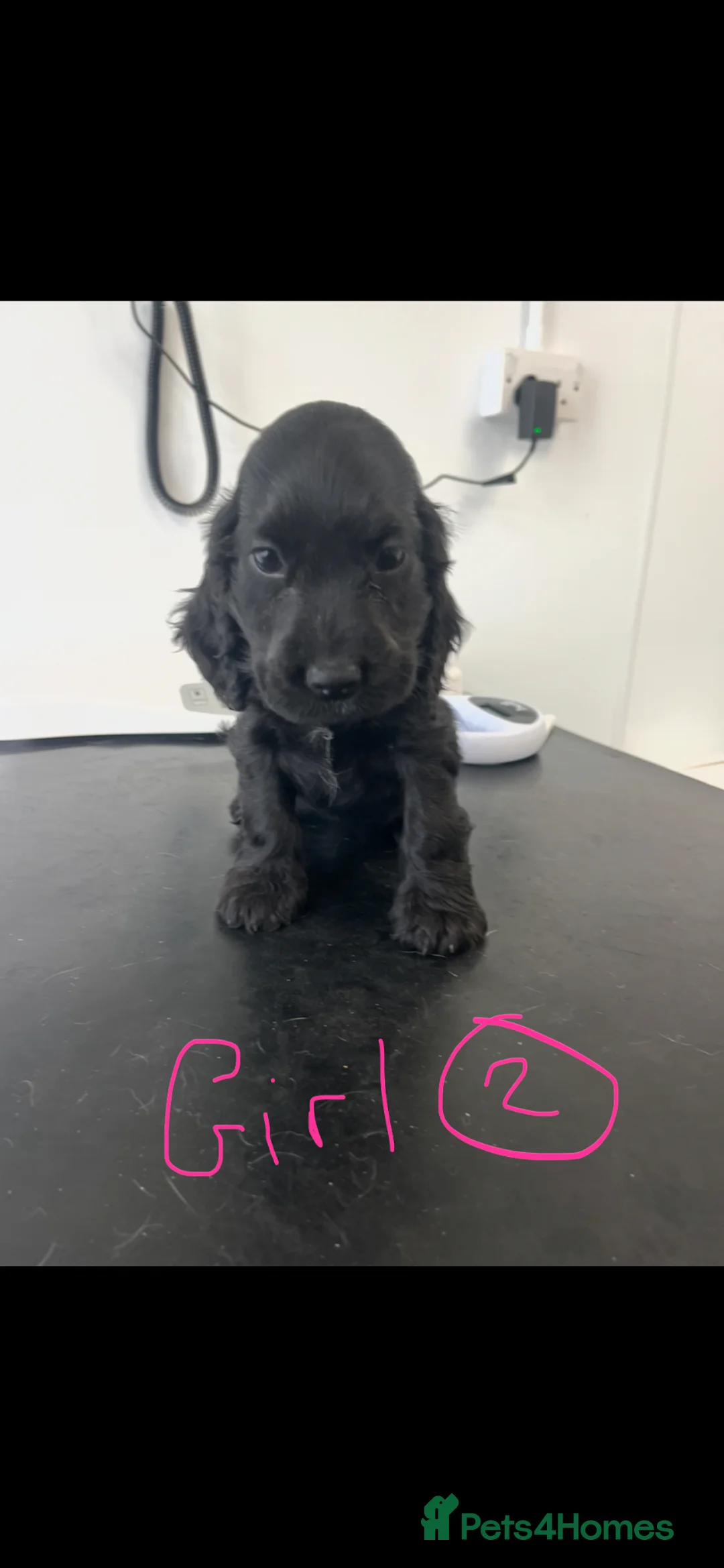 Cocker Spaniel dogs for sale: Ready now Exquisite Show Type cocker spaniel  - Advert 2