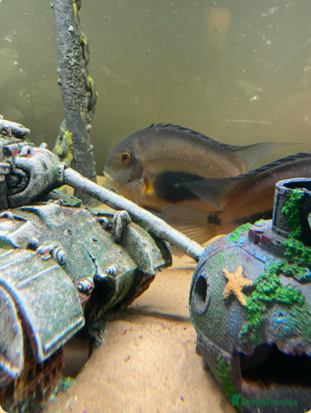 Cichlids fish for sale: 4x Uaru cichlids (Poor mans discus) - Advert 3