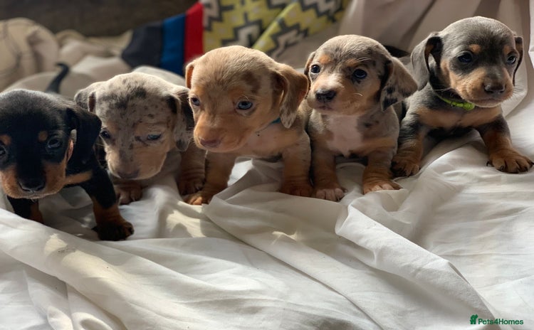 Miniature Dachshund dogs - Advert 5