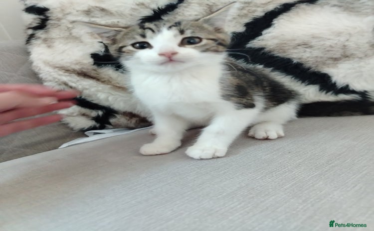 Mixed Breed cats - Advert 1