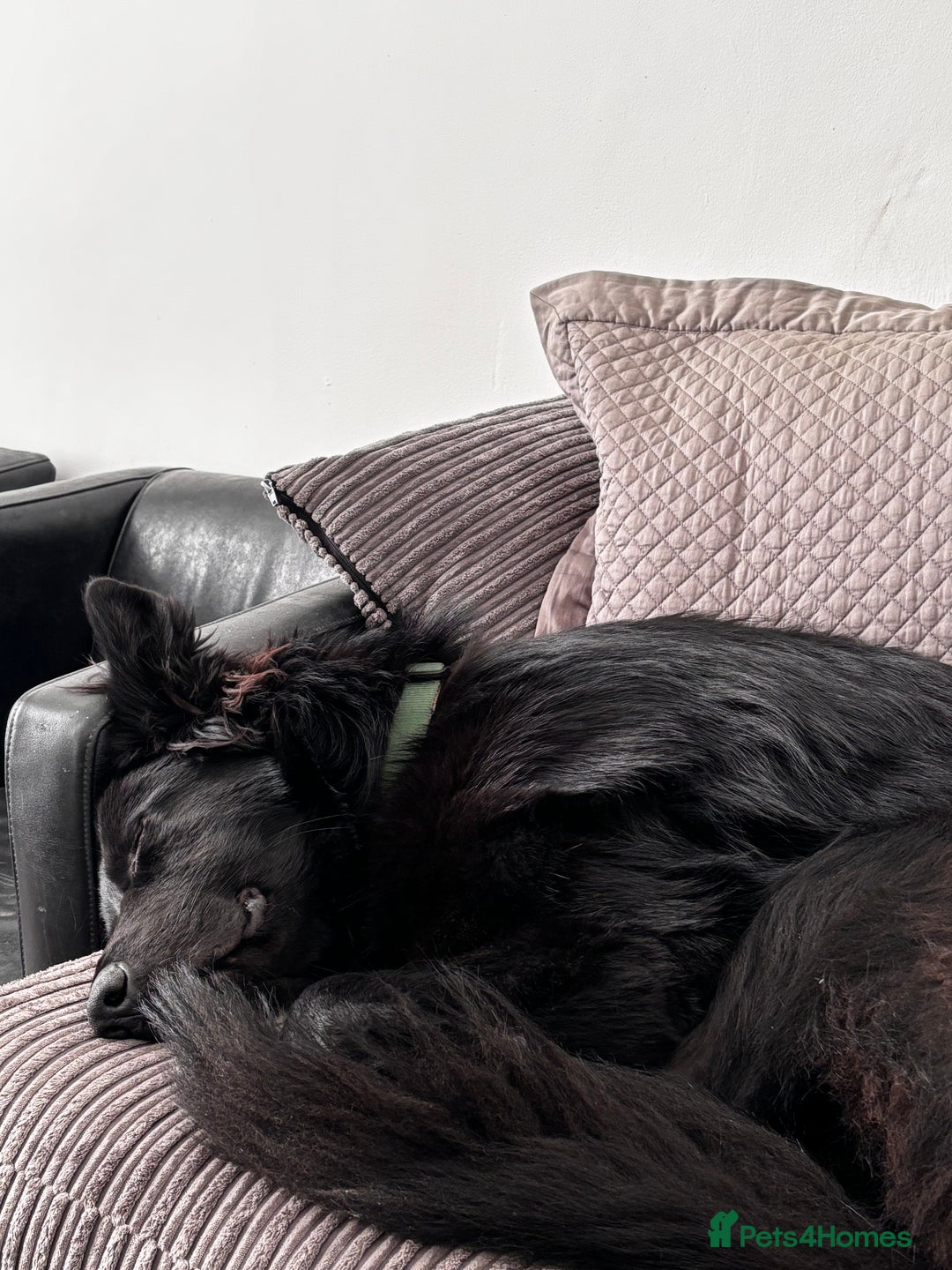 German Shepherd dogs for sale: Ace - Male German Shepherd (1 yr old) - Advert 6