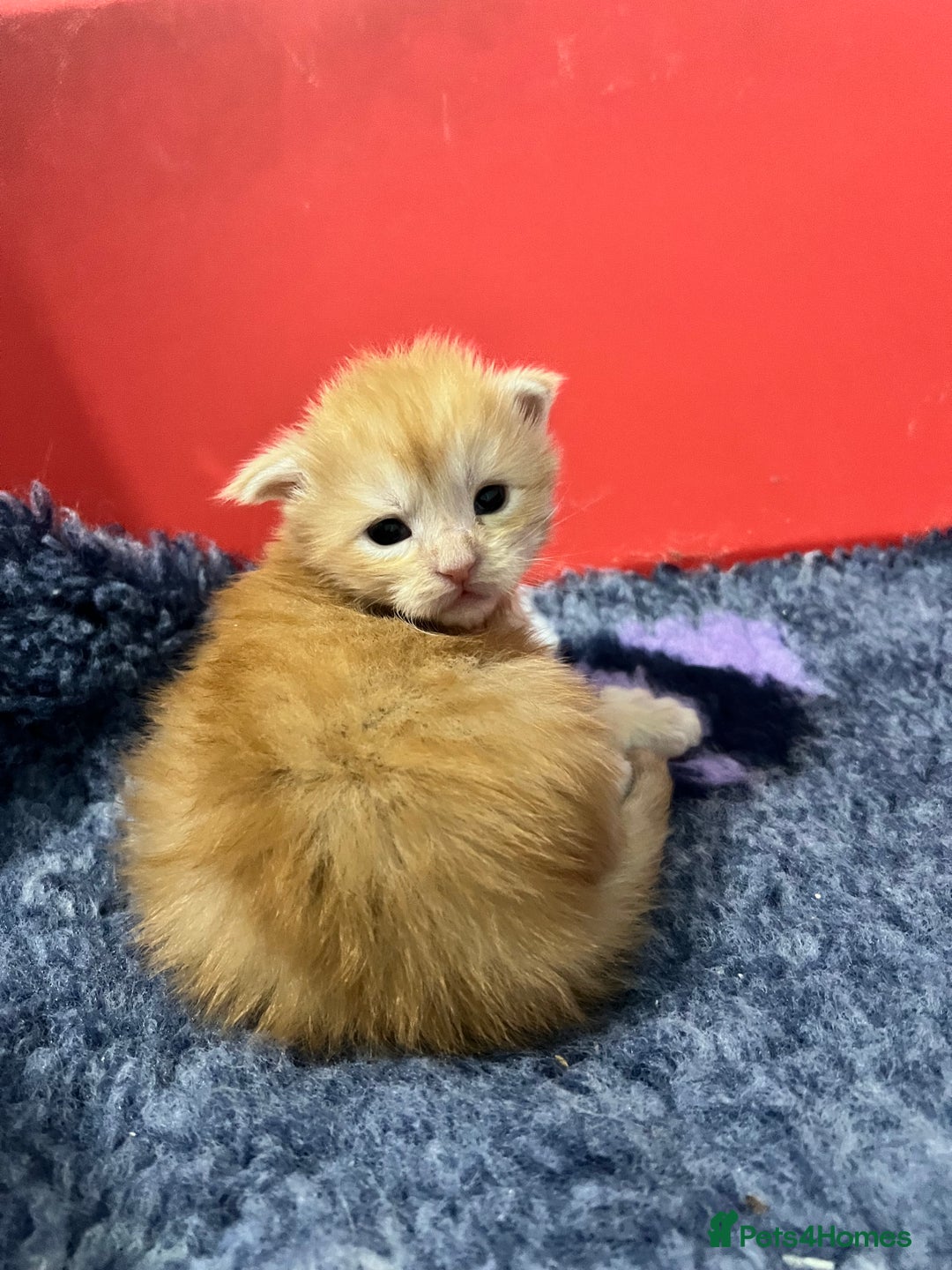 Maine Coon cats for sale: Polydactyl Maine Coon Kittens! - Advert 10