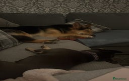 German Shepherd dogs for sale: Archie  - Advert 2