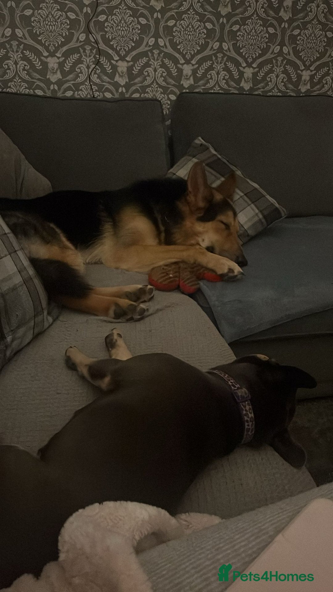 German Shepherd dogs for sale: Archie  - Advert 2