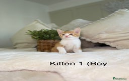 Mixed Breed cats for sale: 5 beautiful kittens 8 weeks old ready now  - Image 22
